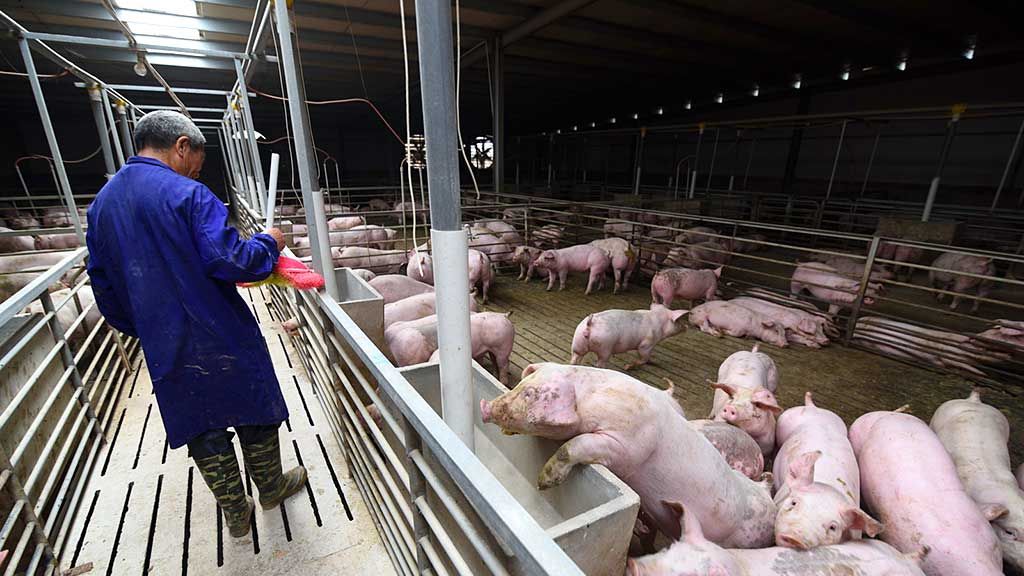 china pig industry, china, pig, deadly virus, African swine, swine fever virus, hogs