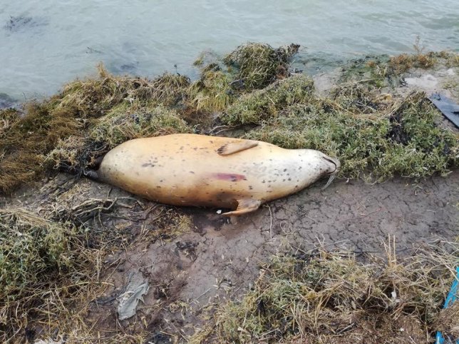 Pregnant Seal That Was Found Washed Up Was Shot Deliberately According to Investigators