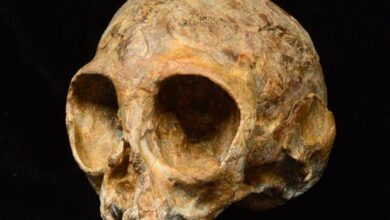 Rare 13-Million-Year-Old Primate Skull Discovered in Kenya 3 104642733 Alesi.530x298