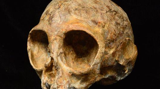 Rare 13-Million-Year-Old Primate Skull Discovered in Kenya