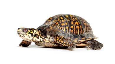 Salmonella Cases Linked to Pet Turtles 1 204250 3401x2202 boxturtle