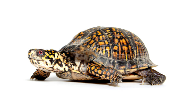 204250 3401x2202 boxturtle