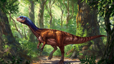 414 chilesaurus kaek starkiller
