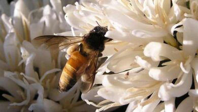 Researchers Discovered Link Between Coffee, Bees and Climate Change 5 01 apis dorsata l hires