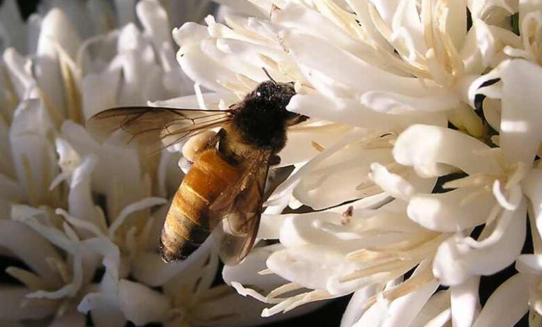 Researchers Discovered Link Between Coffee, Bees and Climate Change 2 01 apis dorsata l hires