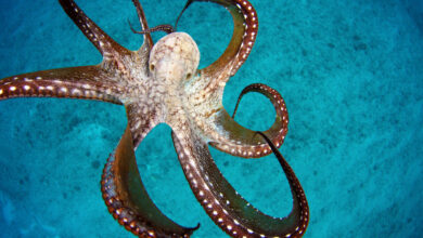 octopus hawaii
