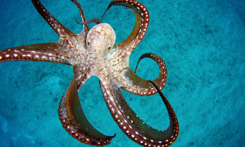 octopus hawaii