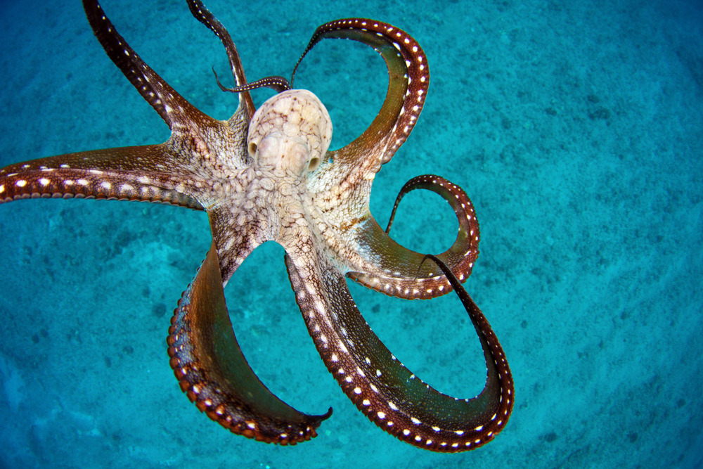 Biologists Discovered Underwater Octopus City – Octlantis