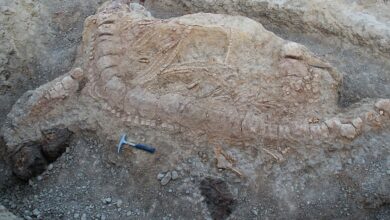 India’s Oldest Fossil of Jurassic Sea Monster is Here 4 imrs.php