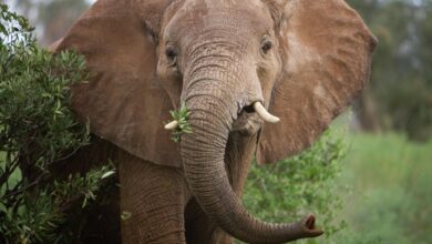 US Authorities Remove Restrictions on African Elephant Trophy Import 5 30651.ngsversion.1421960098780.adapt .1900.1