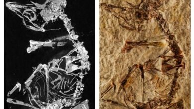 A 127-Million-Year-Old Bird Fossil Helps Us Understand Evolution 5 1520259080534