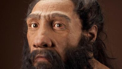 Next level science: Lab-grown mini Neanderthal brains 5 neanderthalensis JG Recon Head CC 3qtr lt sq