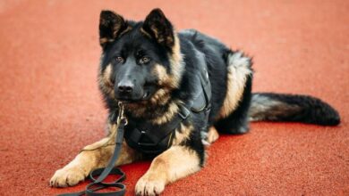 Video: Police Dog Performs CPR on Officer 5 dog stock