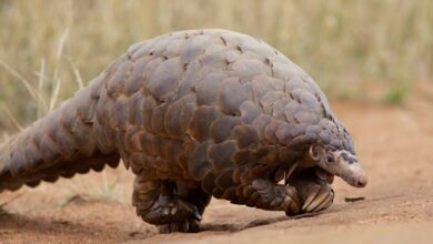 Forensics may help wildlife officials save Pangolins 9 pangolin endangered forensics airherald