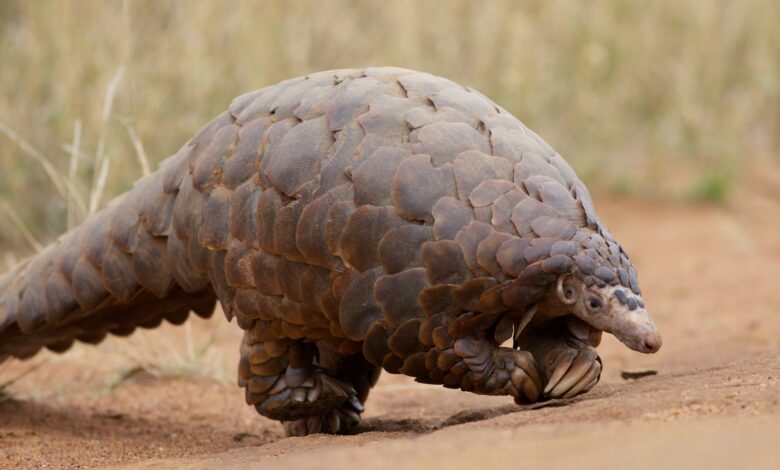pangolin endangered forensics airherald