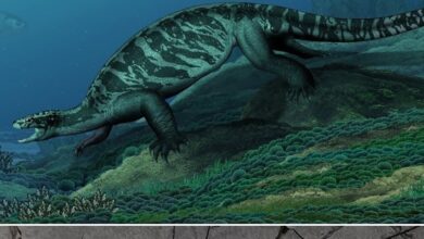 Eorhynchochelys sinensis novataxa 2018 Li Fraser Rieppel et Wu