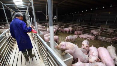 china pig industry, china, pig, deadly virus, African swine, swine fever virus, hogs