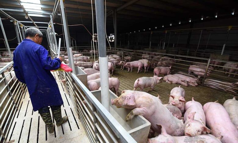 china pig industry, china, pig, deadly virus, African swine, swine fever virus, hogs