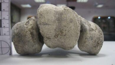 Humans Arrived on Madagascar 6,000 Years Earlier Than Believed 4 ancientbirdb