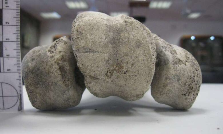 ancientbirdb