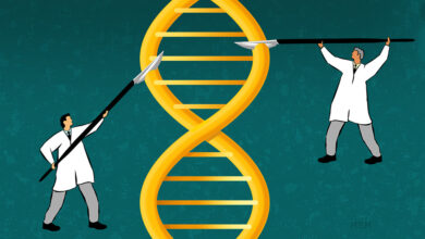 Mosquitoes Could be Eliminated Through Gene Editing 2 yalenews editing genomes msh