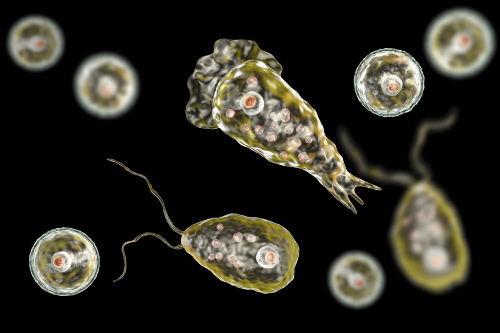 What You Need to Know About the “Brain-Eating Amoeba”