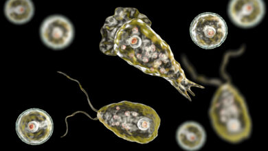 What You Need to Know About the “Brain-Eating Amoeba” 1 9f24609176
