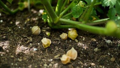 Discover the Weird Fruit that Could Become as Popular as Strawberries 2 vegetables new for 2015 aunt molly s ground cherry 70 days heirloom organic 2 2000x