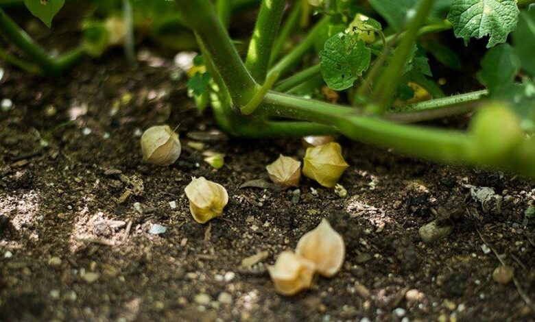 vegetables new for 2015 aunt molly s ground cherry 70 days heirloom organic 2 2000x