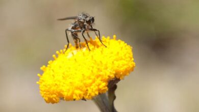 Rapidly declining insect populations threaten to collapse nature 4 Rapidly declining insect populations threaten to collapse nature