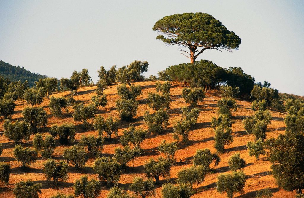 Italy’s olive crisis intensifies as deadly tree disease spreads