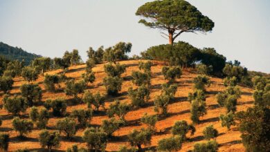 Italy's olive crisis intensifies as deadly tree disease spreads