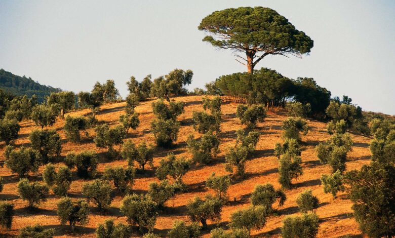 Italy's olive crisis intensifies as deadly tree disease spreads