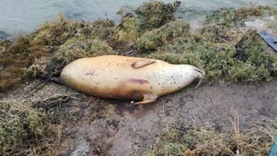 Pregnant Seal That Was Found Washed Up Was Shot Deliberately According to Investigators