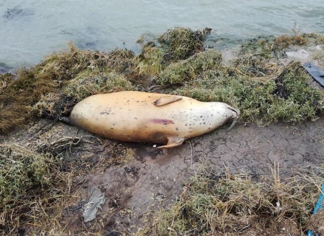 Pregnant Seal That Was Found Washed Up Was Shot Deliberately According to Investigators
